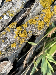 Candelaria concolor