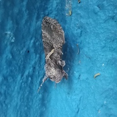 Ctenoplusia oxygramma