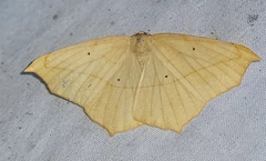 Prochoerodes lineola