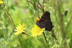 Aglais urticae chinensis