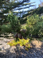 Cupressus