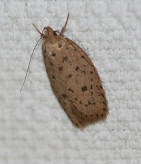 Garrha atripunctatella