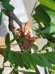 Thyridopteryx ephemeraeformis