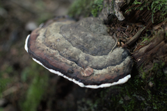 Fomitopsis pinicola