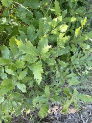 Quercus muehlenbergii