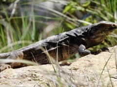 Ctenosaura similis