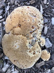 Pseudoinonotus