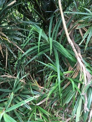 Freycinetia formosana