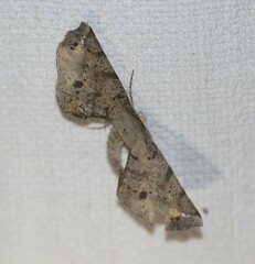 Parepisparis excusata