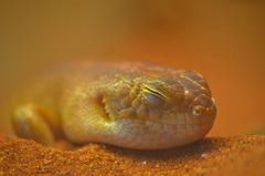 Liopholis striata