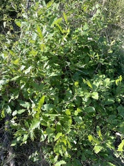 Quercus muehlenbergii