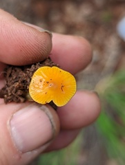 Hygrocybe