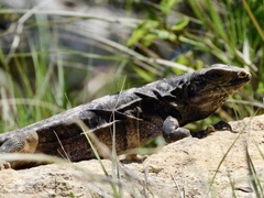 Ctenosaura similis