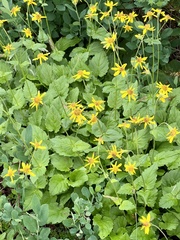 Arnica latifolia