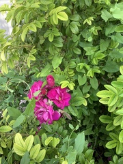 Rosa rugosa