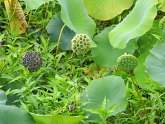 Nelumbo lutea