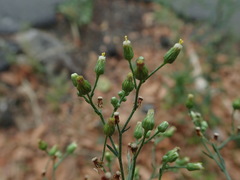 Erigeron floribundus