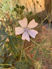 Malva moschata