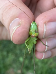 Neoconocephalus retusus