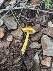 Hygrocybe