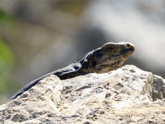 Ctenosaura similis
