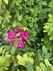 Rosa rugosa