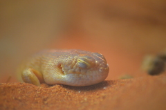 Liopholis striata