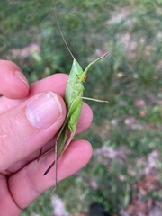 Neoconocephalus retusus