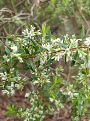 Styphelia mutica