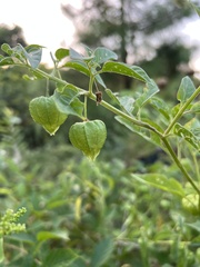 Physalis longifolia