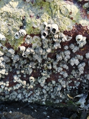Balanus glandula