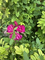 Rosa rugosa