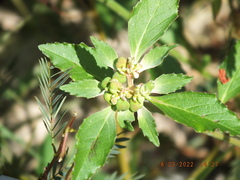 Euphorbia dentata