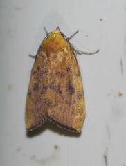 Earias luteolaria