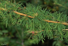 Larix sibirica