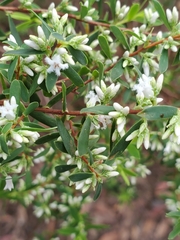 Styphelia mutica