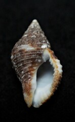 Gemophos tinctus