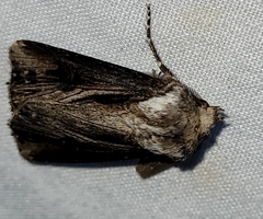 Agrotis venerabilis
