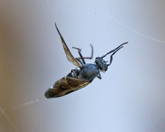 Therevidae
