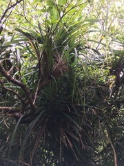 Freycinetia formosana