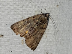 Catocala praeclara