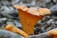 Cantharellus roseocanus