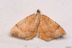 Camptogramma bilineata