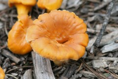 Cantharellus roseocanus