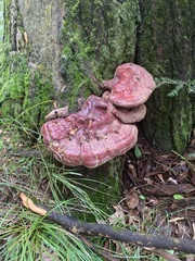 Ganoderma tsugae