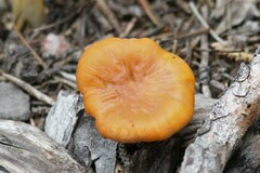Cantharellus roseocanus