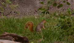 Sciurus niger