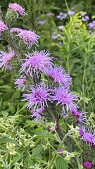 Liatris