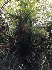Freycinetia formosana