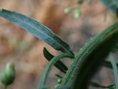 Erigeron floribundus